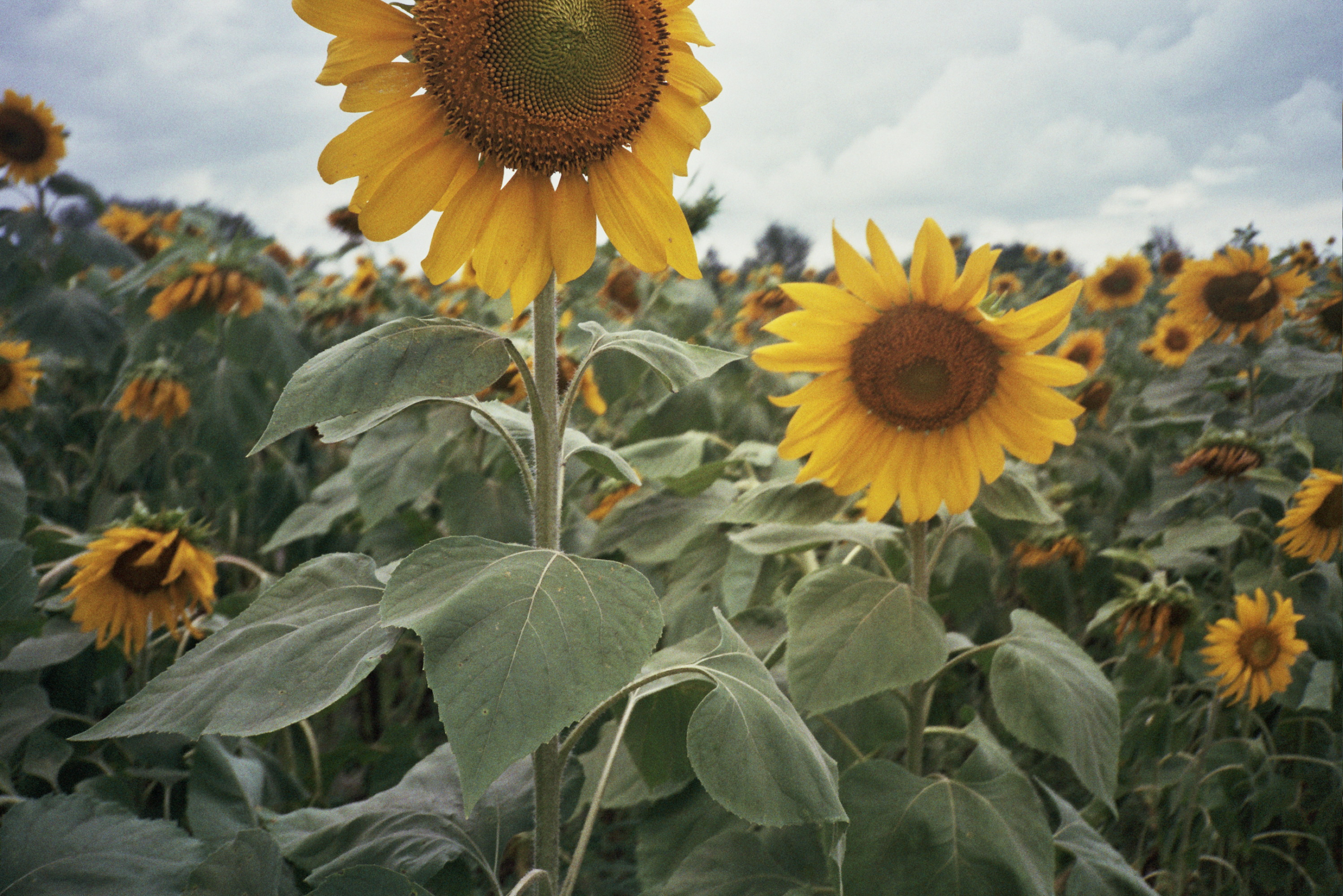 sunflower image